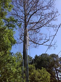 My Pine Struck by Lightning